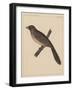 Birds, Plate XXX, 1855-null-Framed Giclee Print