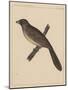 Birds, Plate XXX, 1855-null-Mounted Giclee Print