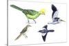 Birds: Prince Ruspoli's Turaco-null-Stretched Canvas