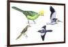 Birds: Prince Ruspoli's Turaco-null-Framed Giclee Print