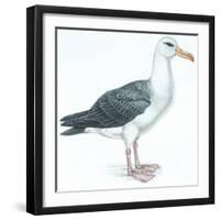 Birds: Procellariiformes, Black-Browed Albatross (Thalassarche Melanophrys)-null-Framed Premium Giclee Print