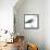 Birds: Procellariiformes, Black-Browed Albatross (Thalassarche Melanophrys)-null-Framed Stretched Canvas displayed on a wall