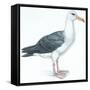 Birds: Procellariiformes, Black-Browed Albatross (Thalassarche Melanophrys)-null-Framed Stretched Canvas