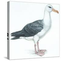 Birds: Procellariiformes, Black-Browed Albatross (Thalassarche Melanophrys)-null-Stretched Canvas