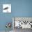 Birds: Procellariiformes, Black-Browed Albatross (Thalassarche Melanophrys)-null-Stretched Canvas displayed on a wall