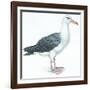 Birds: Procellariiformes, Black-Browed Albatross (Thalassarche Melanophrys)-null-Framed Giclee Print