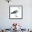 Birds: Procellariiformes, Black-Browed Albatross (Thalassarche Melanophrys)-null-Framed Giclee Print displayed on a wall