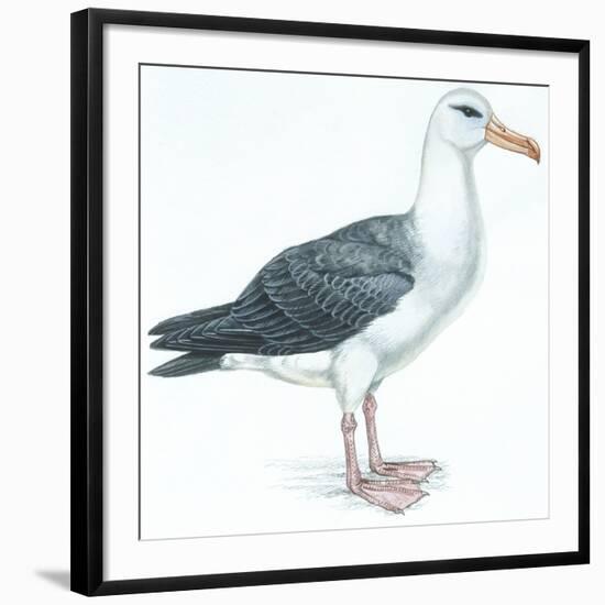 Birds: Procellariiformes, Black-Browed Albatross (Thalassarche Melanophrys)-null-Framed Giclee Print