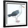 Birds: Procellariiformes, Black-Browed Albatross (Thalassarche Melanophrys)-null-Framed Giclee Print