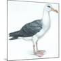 Birds: Procellariiformes, Black-Browed Albatross (Thalassarche Melanophrys)-null-Mounted Giclee Print