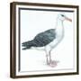 Birds: Procellariiformes, Black-Browed Albatross (Thalassarche Melanophrys)-null-Framed Giclee Print