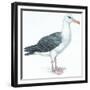 Birds: Procellariiformes, Black-Browed Albatross (Thalassarche Melanophrys)-null-Framed Giclee Print