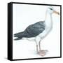 Birds: Procellariiformes, Black-Browed Albatross (Thalassarche Melanophrys)-null-Framed Stretched Canvas