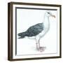 Birds: Procellariiformes, Black-Browed Albatross (Thalassarche Melanophrys)-null-Framed Giclee Print