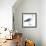 Birds: Procellariiformes, Black-Browed Albatross (Thalassarche Melanophrys)-null-Framed Giclee Print displayed on a wall