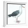 Birds: Procellariiformes, Black-Browed Albatross (Thalassarche Melanophrys)-null-Framed Giclee Print