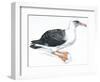 Birds: Procellariiformes, Laysan Albatross (Phoebastria Immutabilis)-null-Framed Premium Giclee Print