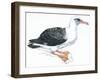 Birds: Procellariiformes, Laysan Albatross (Phoebastria Immutabilis)-null-Framed Giclee Print