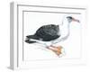 Birds: Procellariiformes, Laysan Albatross (Phoebastria Immutabilis)-null-Framed Giclee Print