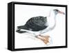 Birds: Procellariiformes, Laysan Albatross (Phoebastria Immutabilis)-null-Framed Stretched Canvas