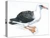 Birds: Procellariiformes, Laysan Albatross (Phoebastria Immutabilis)-null-Stretched Canvas