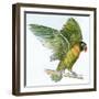 Birds: Psittaciformes, Black-Cheeked Lovebird (Agapornis Nigrigenis)-null-Framed Giclee Print