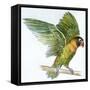 Birds: Psittaciformes, Black-Cheeked Lovebird (Agapornis Nigrigenis)-null-Framed Stretched Canvas