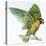 Birds: Psittaciformes, Black-Cheeked Lovebird (Agapornis Nigrigenis)-null-Stretched Canvas