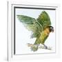 Birds: Psittaciformes, Black-Cheeked Lovebird (Agapornis Nigrigenis)-null-Framed Giclee Print