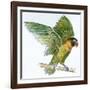 Birds: Psittaciformes, Black-Cheeked Lovebird (Agapornis Nigrigenis)-null-Framed Giclee Print