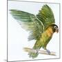 Birds: Psittaciformes, Black-Cheeked Lovebird (Agapornis Nigrigenis)-null-Mounted Giclee Print