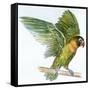 Birds: Psittaciformes, Black-Cheeked Lovebird (Agapornis Nigrigenis)-null-Framed Stretched Canvas