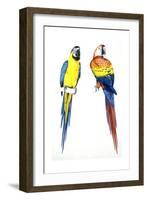 Birds: Psittaciformes, Blue-And-Yellow Macaw (Ara Ararauna) and Scarlet Macaw (Ara Macao)-null-Framed Giclee Print