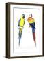 Birds: Psittaciformes, Blue-And-Yellow Macaw (Ara Ararauna) and Scarlet Macaw (Ara Macao)-null-Framed Giclee Print