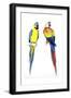 Birds: Psittaciformes, Blue-And-Yellow Macaw (Ara Ararauna) and Scarlet Macaw (Ara Macao)-null-Framed Giclee Print