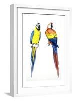 Birds: Psittaciformes, Blue-And-Yellow Macaw (Ara Ararauna) and Scarlet Macaw (Ara Macao)-null-Framed Giclee Print