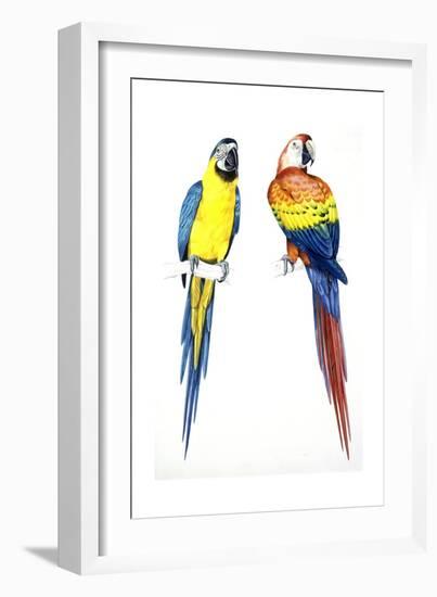 Birds: Psittaciformes, Blue-And-Yellow Macaw (Ara Ararauna) and Scarlet Macaw (Ara Macao)-null-Framed Giclee Print