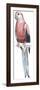 Birds: Psittaciformes, Bourke's Parrot (Neophema Bourkii)-null-Framed Premium Giclee Print