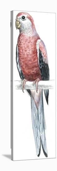 Birds: Psittaciformes, Bourke's Parrot (Neophema Bourkii)-null-Stretched Canvas
