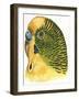 Birds: Psittaciformes, Budgerigar (Melopsittacus Undulatus) Head-null-Framed Giclee Print