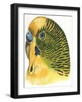 Birds: Psittaciformes, Budgerigar (Melopsittacus Undulatus) Head-null-Framed Giclee Print