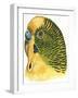 Birds: Psittaciformes, Budgerigar (Melopsittacus Undulatus) Head-null-Framed Giclee Print