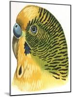 Birds: Psittaciformes, Budgerigar (Melopsittacus Undulatus) Head-null-Mounted Giclee Print