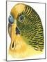 Birds: Psittaciformes, Budgerigar (Melopsittacus Undulatus) Head-null-Mounted Giclee Print