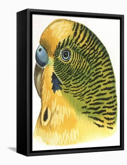 Birds: Psittaciformes, Budgerigar (Melopsittacus Undulatus) Head-null-Framed Stretched Canvas