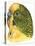 Birds: Psittaciformes, Budgerigar (Melopsittacus Undulatus) Head-null-Stretched Canvas