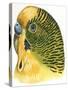 Birds: Psittaciformes, Budgerigar (Melopsittacus Undulatus) Head-null-Stretched Canvas