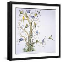 Birds: Psittaciformes, Budgerigar (Melopsittacus Undulatus) on Tree-null-Framed Giclee Print