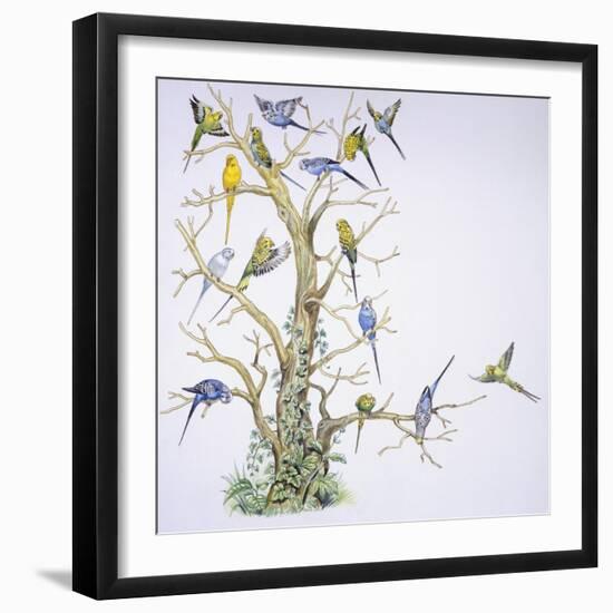 Birds: Psittaciformes, Budgerigar (Melopsittacus Undulatus) on Tree-null-Framed Giclee Print