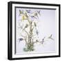 Birds: Psittaciformes, Budgerigar (Melopsittacus Undulatus) on Tree-null-Framed Giclee Print